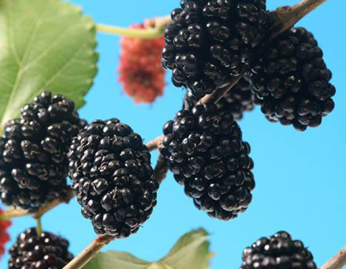 Moruša ´Mojo Berry´