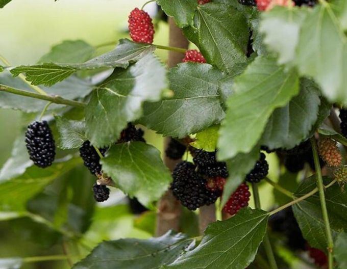 Moruša ´Mojo Berry´