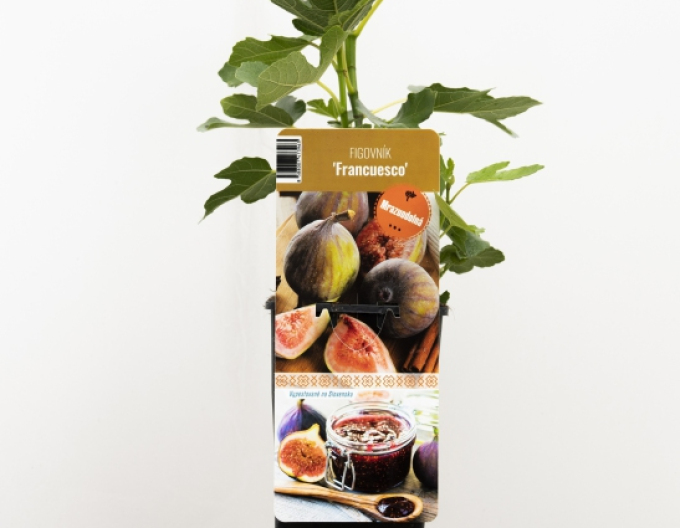 Figovník mrazuodolný ´Francuesco´