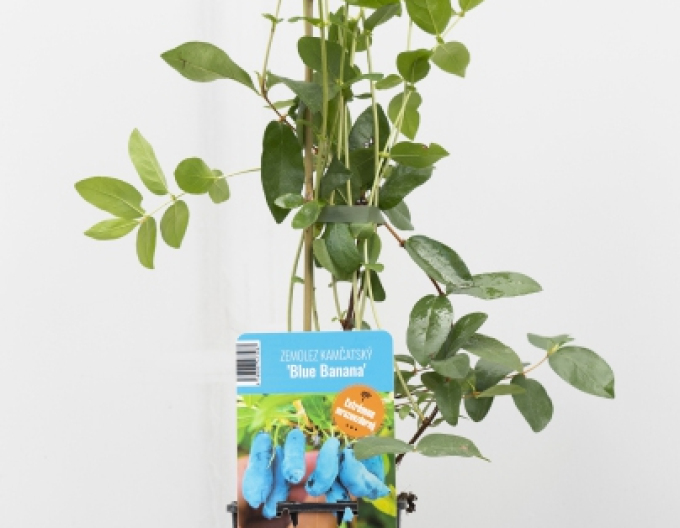 Zemolez kamčatský ´Blue Banana´