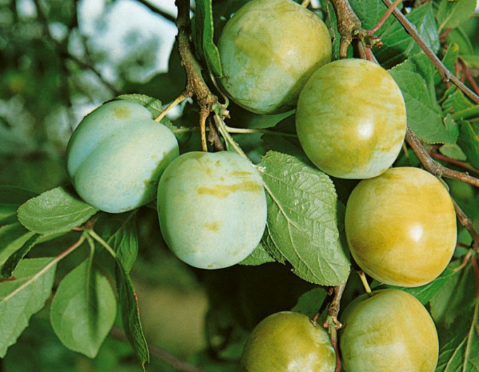 Ringlota "Zelená", podp. Myrobalán, kont. 5l