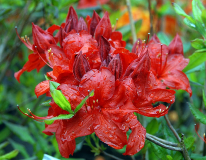 Azalka veľkokvetá ´Parkfeuer´