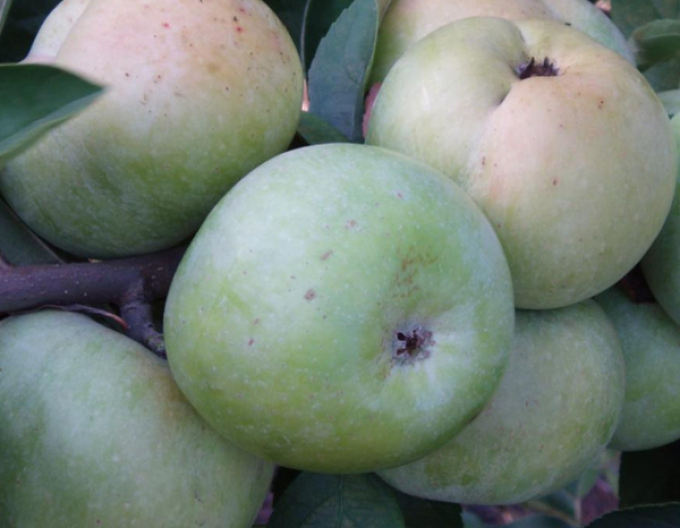 Jabloň ´Priesvitná letná´,  podpn. A2, voľnok.