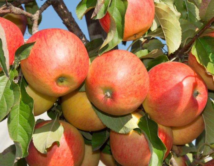 Jabloň stĺpová ´Herald´ zimná, podp. MM106, voľnok.