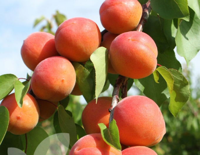 Marhuľa ´Harogem´ neskorá, podp. Myrobalán, voľnok.