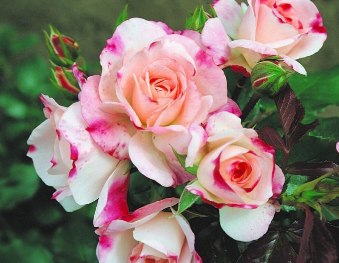 Ruža ´Rosenstadt Freising´