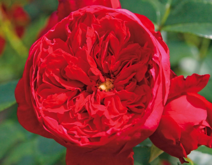 Ruža ´Florentina´