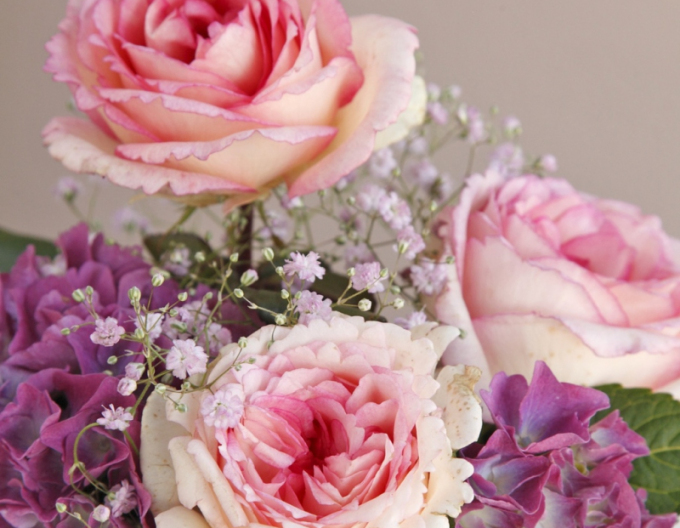 Ruža ´Suovenir de Baden Baden´