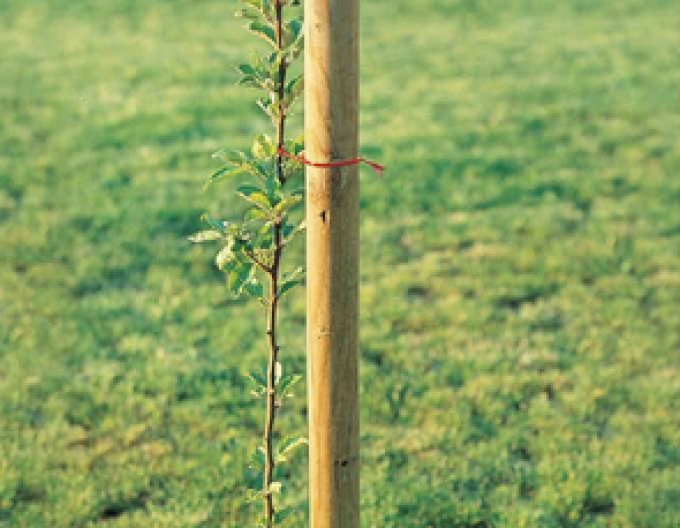 Oporný kôl s hrotom priemer  5cm - výška 250cm