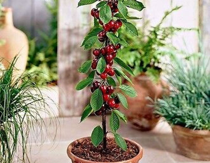 Čerešňa stĺpová ´Queen Marry´, kont. 5l