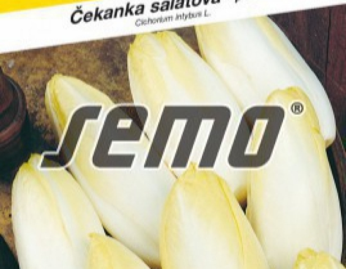 Semo Čakanka puková ´Mechelse Middelvroeg´