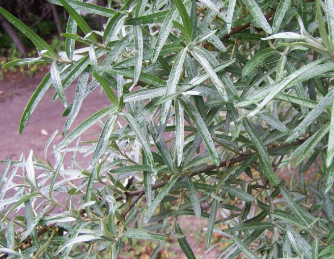 Rakytník samec (opeľovač)