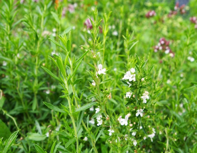 Saturejka záhradná