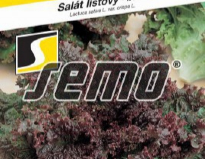 Semo Šalát  listový ´Roden´