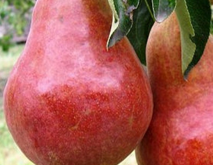 Hruška "Williamsová červená" letná, podp. Semenáč, kont. 5l