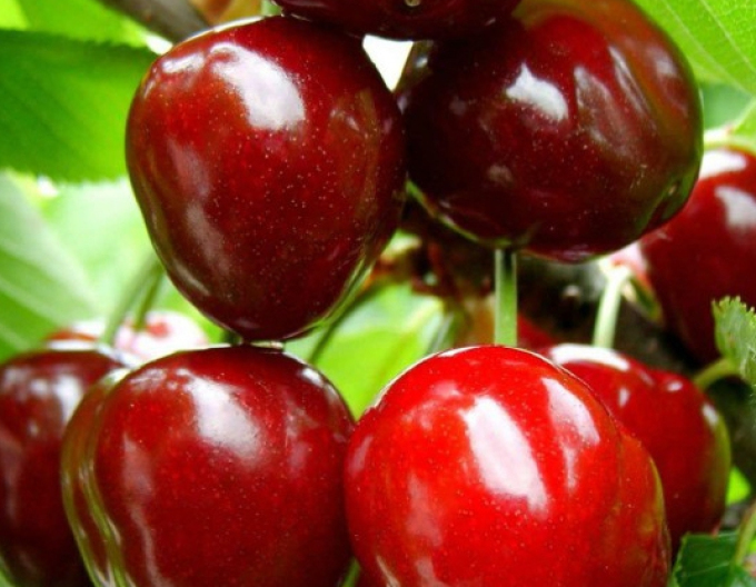 Čerešňa "Karešová" skorá, podp. Colt, voľnok.