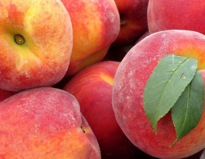 Broskyňa "Fairhaven" poloskorá