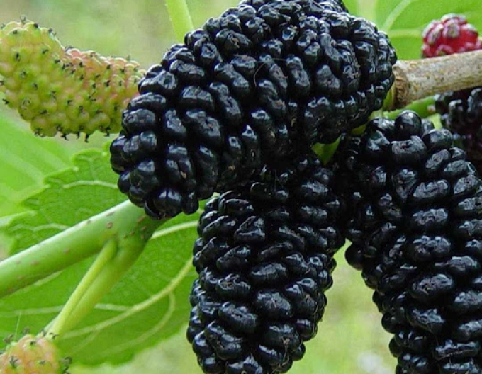 Moruša čierna, kont. 5l