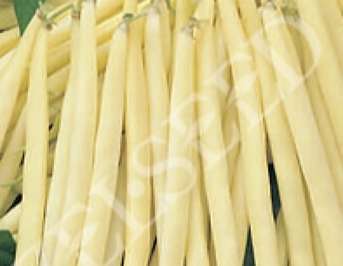 Zelseed Fazuľa záhradná kríčkovitá ´Leonarda´