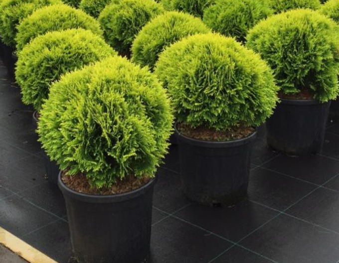 Tuja západná "Mirjam"