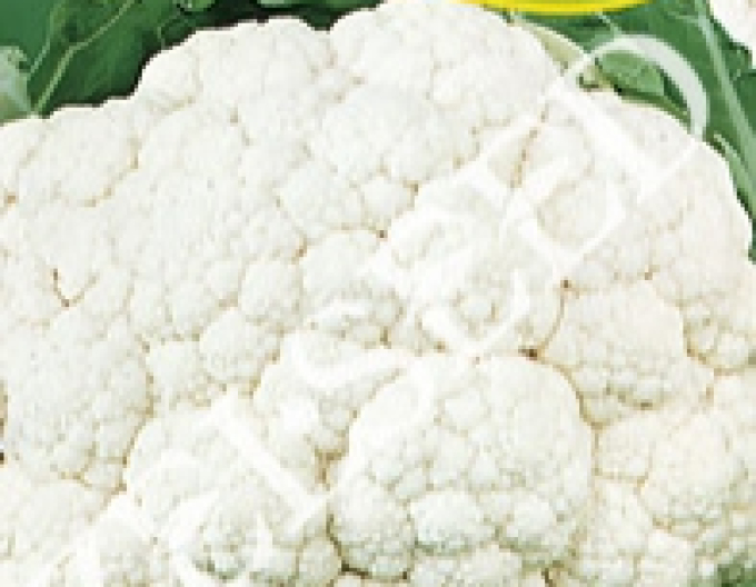 Zelseed Karfiol ´Bora´