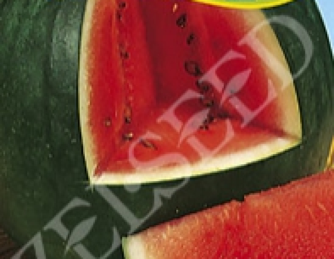 Zelseed Dyňa červená ´Lajko II F1