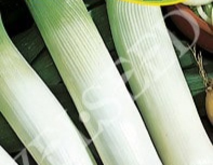 Zelseed Pór pestovaný ´Elefant´