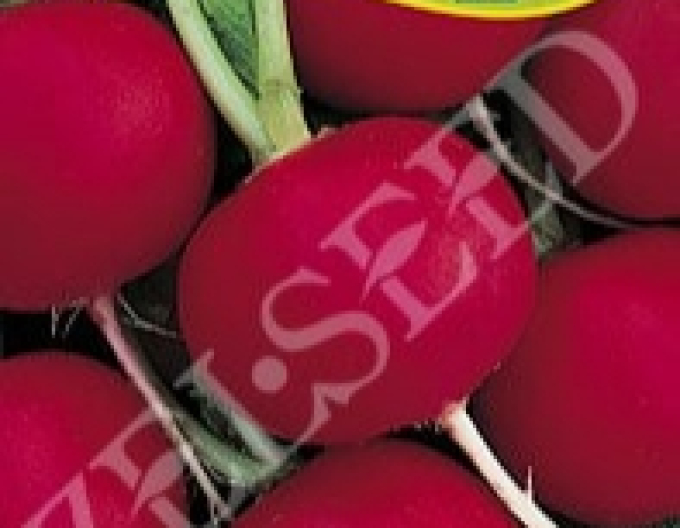 Zelseed Reďkovka červená ´Rodos´