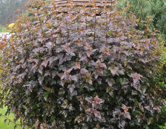 Tavoľa kalinolistá "Red Baron"