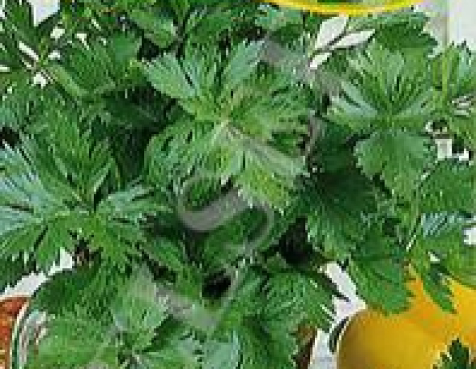 Zelseed Zeler vňaťový ´Jemný´