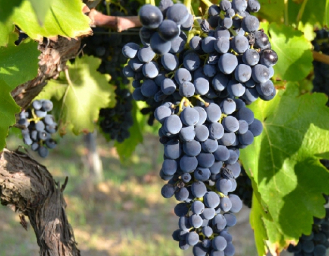 Vinič stolový ´Nero´, kont. 2l