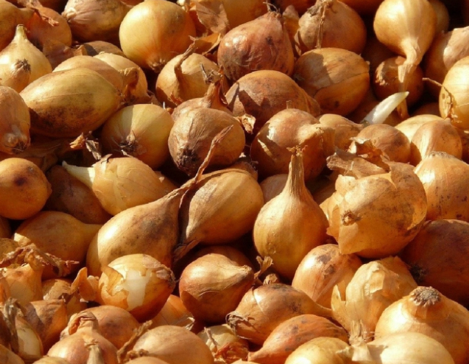 Cibuľa sadzačka ´Všetana´  8/16  0,25kg