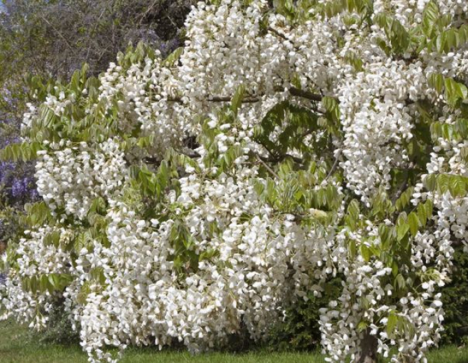 Vistéria vznešená ´White Silk´