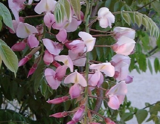 Vistéria vznešená  ’’Showa-Beni’’