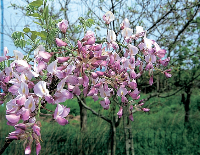 Vistéria vznešená  ’’Showa-Beni’’