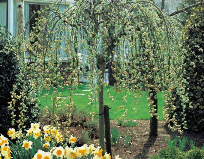 Vŕba vysoká previslá ´Kilmarnock´ na kmienku 120cm