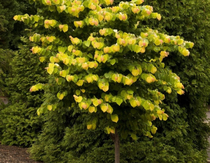 Judášovec kanadský ‘Rising Sun’ 80cm