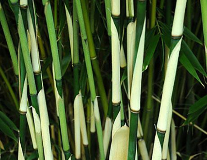 Bambus ´Fargesia Robusta Pingwu´