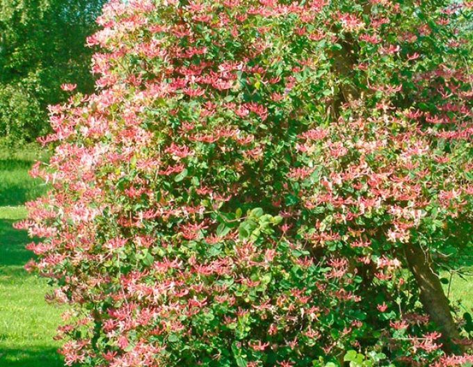 Zemolez ovíjavý ´Belgica´