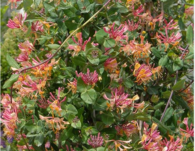 Zemolez heckrotii ´Goldflame´