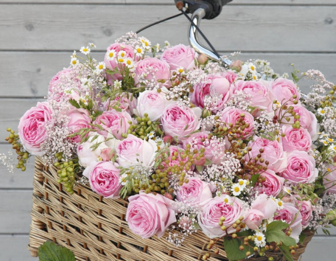 Ruža ´Wellenspiel´