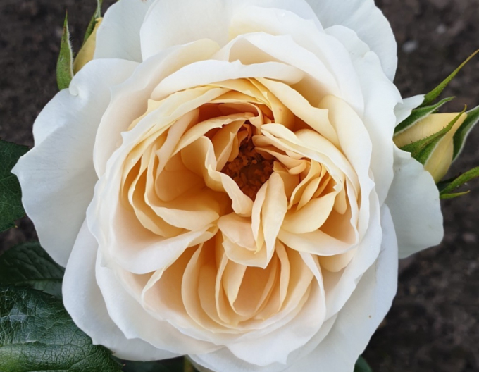 Ruža ´Lions Rose´