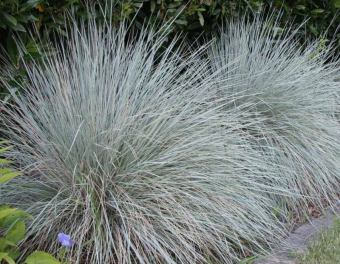 Ovsíkovec vždyzelený ´Saphirsprudel´