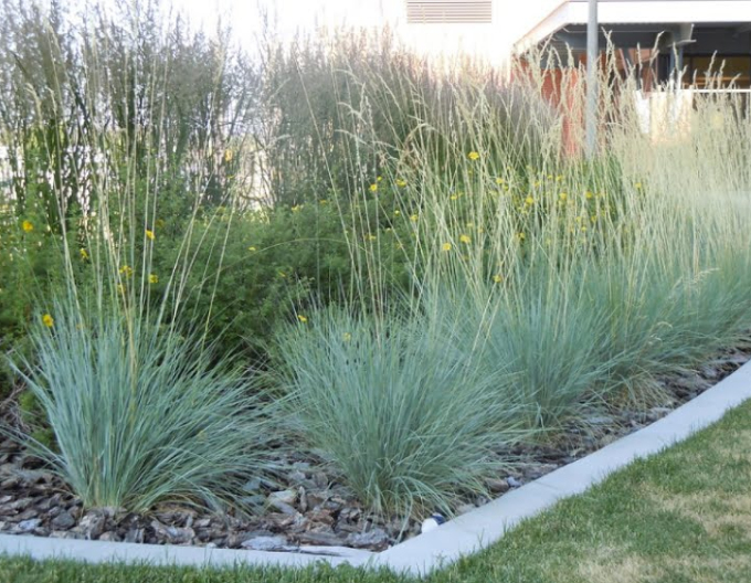 Ovsíkovec vždyzelený ´Saphirsprudel´