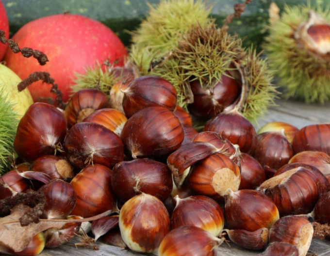 Gaštan ´Lyon´, voľnokor.