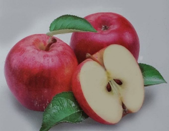 Jabloň ´Discovery´ letná, podp. MM106, kont. 5l