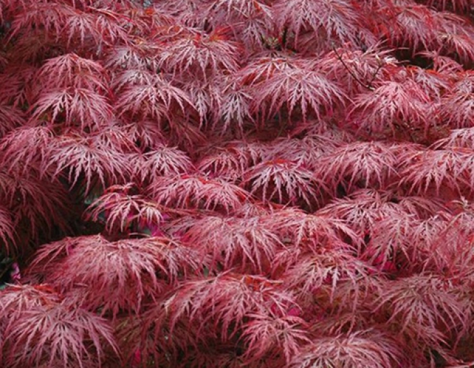 Javor dlaňovitolistý ´Garnet´ na kmienku 145cm