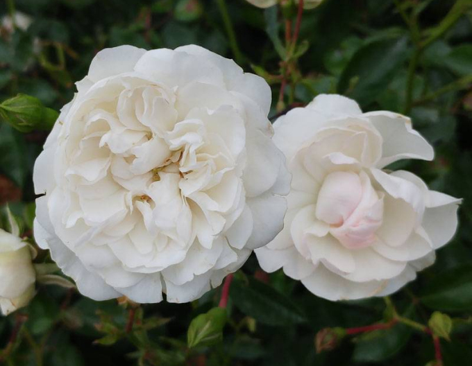 Ruža stromčeková previslá ´Swany´