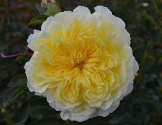 Ruža stromčeková previslá ´Solemio´