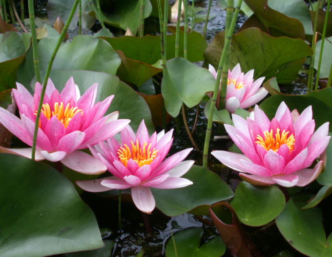 Lekno ´Laydekeri Lilacea´